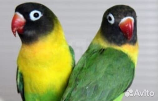 Попугай неразлучники