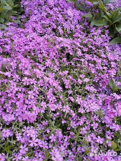 Садовые растения и цветы