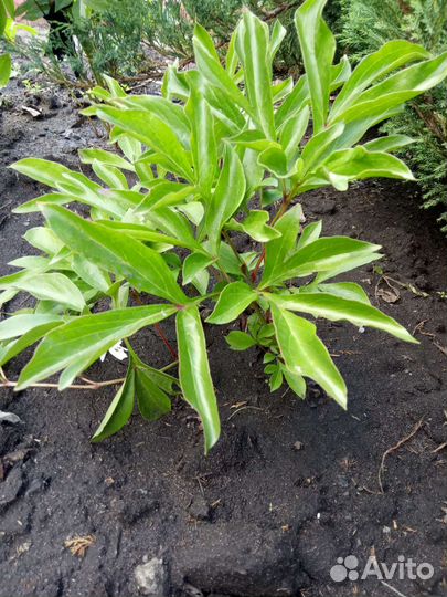 Садовые растения кустарники