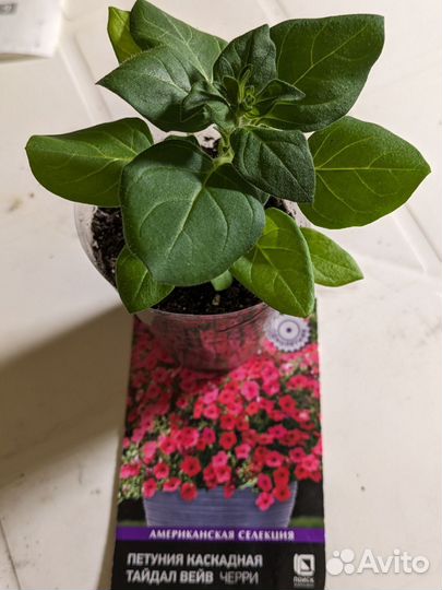 Рассада Петуний