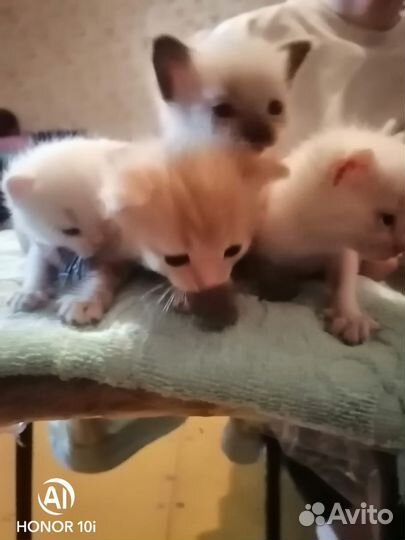 Котята в добрые руки