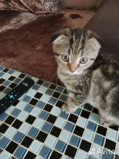 Ищем дом кошка 2 месяца