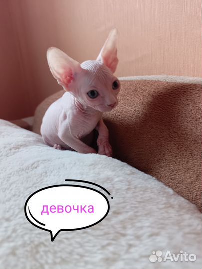 Канадский сфинкс