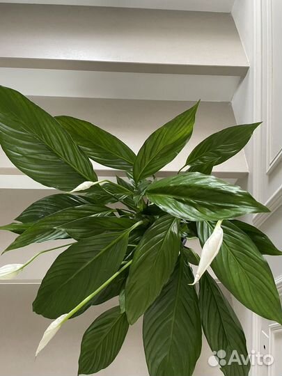 Спатифилум Купидон 65 см