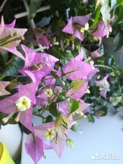 Бугенвиллия