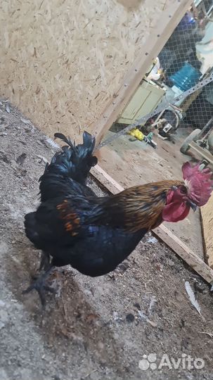 Молодые петухи