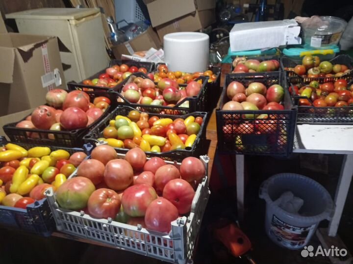 Домашние помидоры