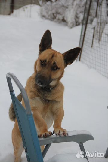 Робин - душа компании в добрые руки