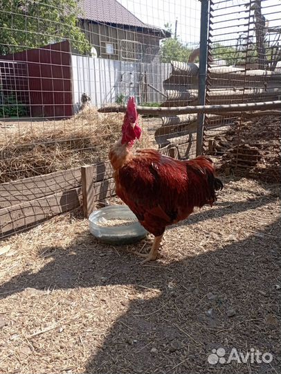 Петух Голошейка