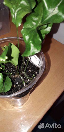 Папоротник Полиподиум Гавайская корона. Сингониум