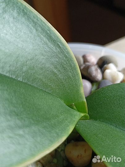 Орхидея фаленопсис