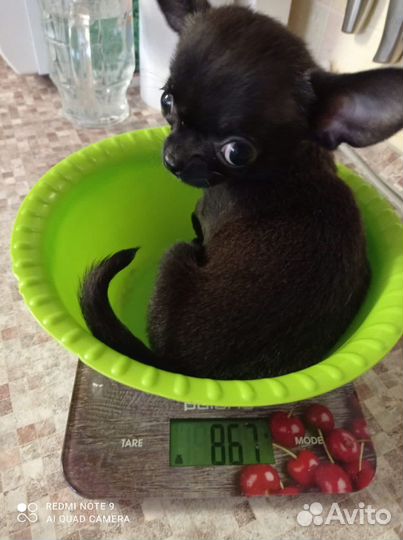 Щенки чихуахуа мини