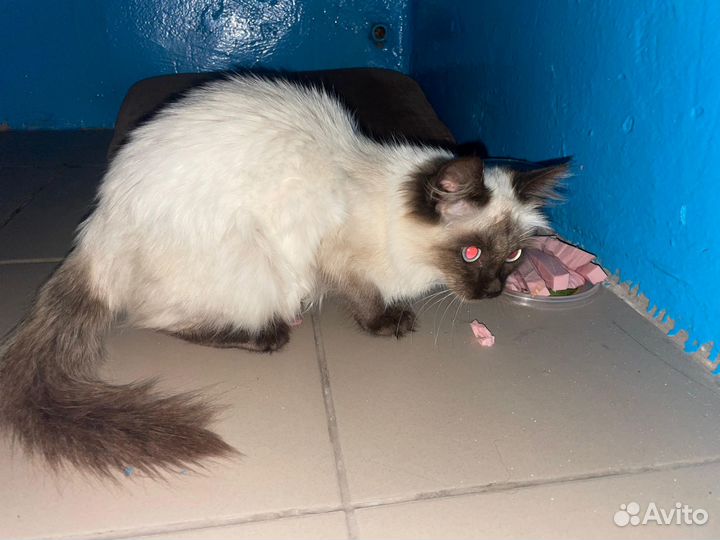 Котенок в добрые руки