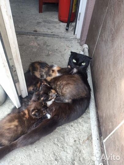 Котята в добрые руки бесплатно