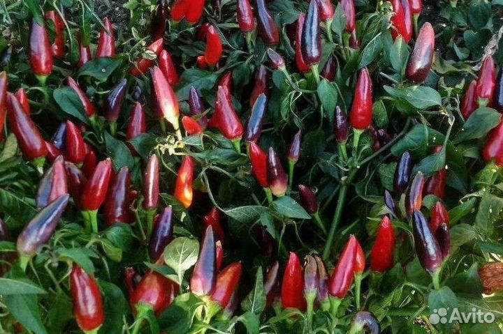 Перец Черная Жемчужина