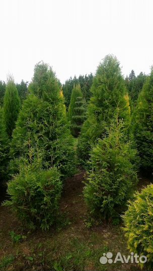 Туя Смарагд, Колумна, Брабант - от 15 штук