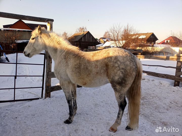 Лошадь кобыла 14лет