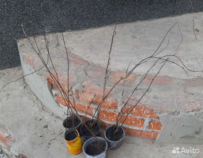 Лимонник саженец