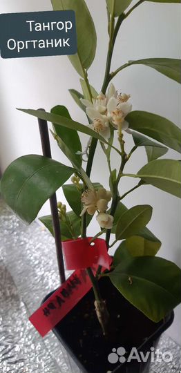 Цитрусовые растения