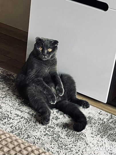 Кот в добрые руки