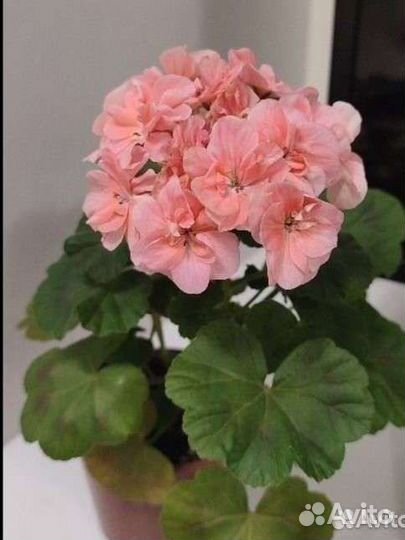 Пеларгония герань сортовая