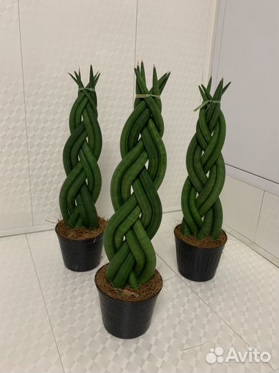 Сансивиерия цилиндрика косичка