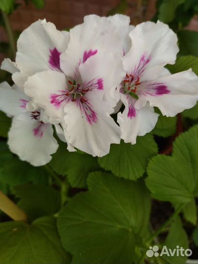 Королевская пеларгония Elegance Francis