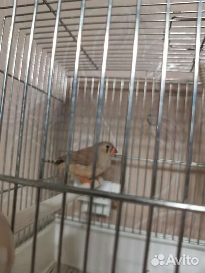 Птенцы зебровой амадины