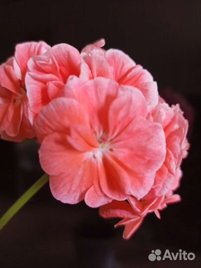 Герань пеларгония