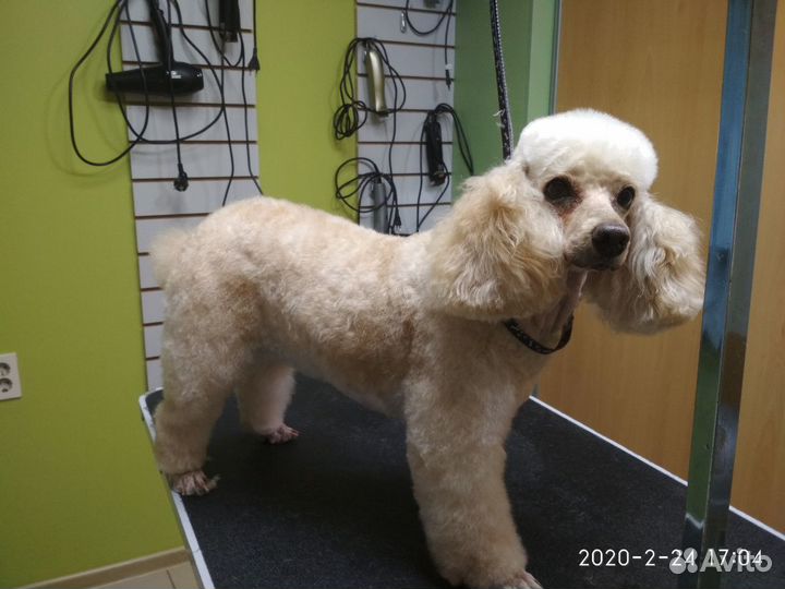 Стрижка собак и кошек (Грумер, Ветеринар)