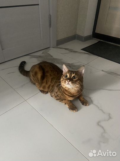 Бенгал вязка