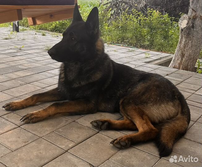 Вязка Кобель Немецкая овчарка