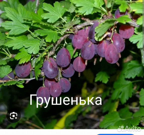 Саженцы крыжовника