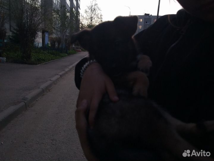 Собака в добрые руки щенок