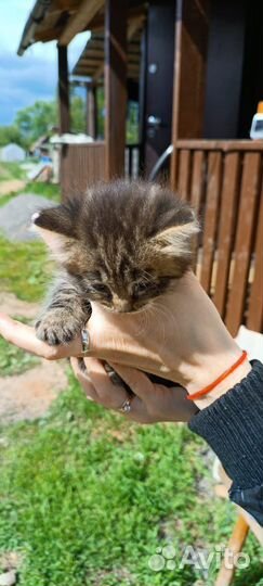 Отдам в добрые руки