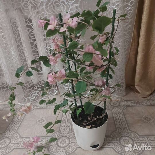 Бугенвиллия взрослые растения