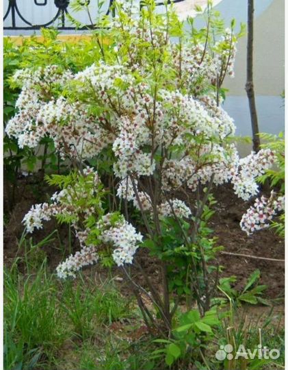 Чекалкин орех