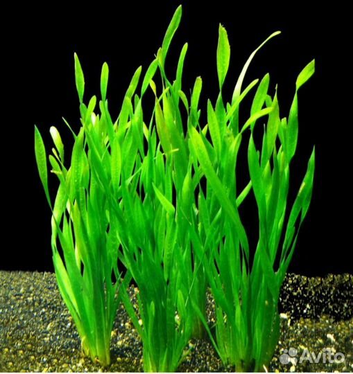 Валлиснерия прямая азиатика - Vallisneria asiatica