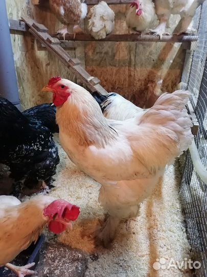 Петух светлая брама