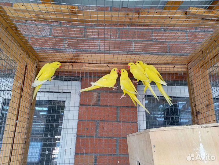 Попугаи ожереловые