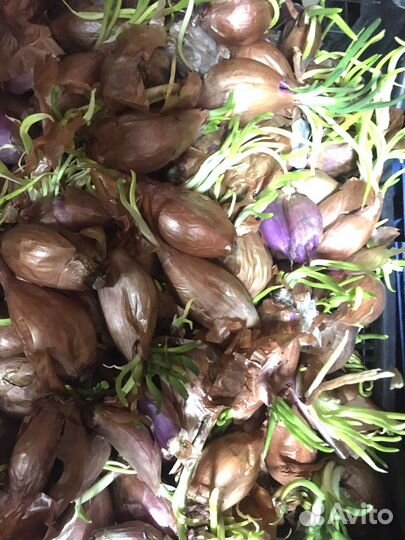 Лук на перо