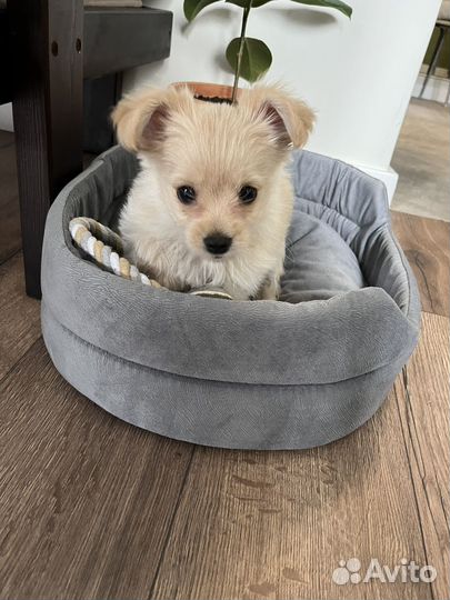 Йоркширский терьер щенок