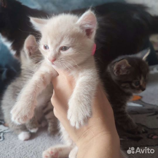 Кошки