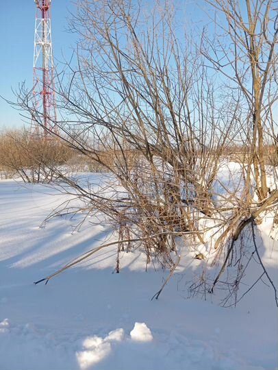 Участок 15 сот. (ИЖС)