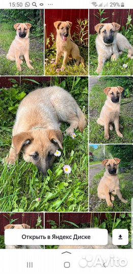 Бельгийская овчарка метис Лаки 3мес привит кастрат