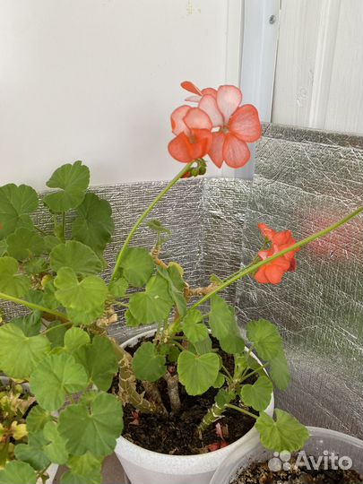 Пеларгония герань