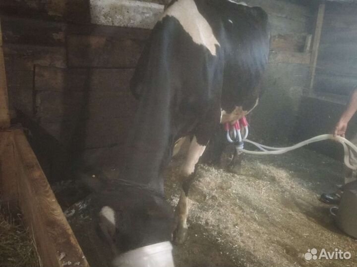 Корова дойная