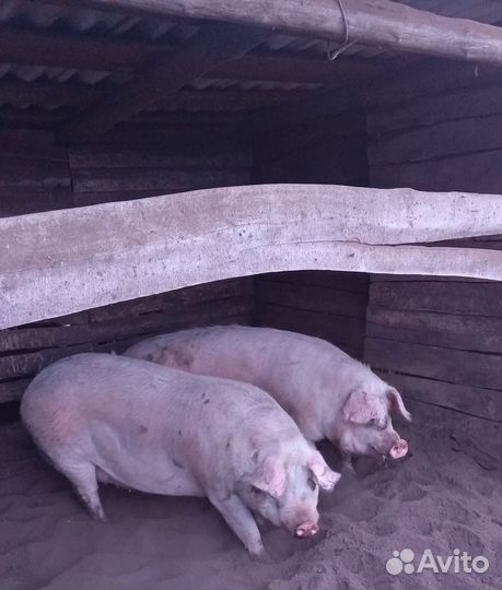 Свиньи на мясо