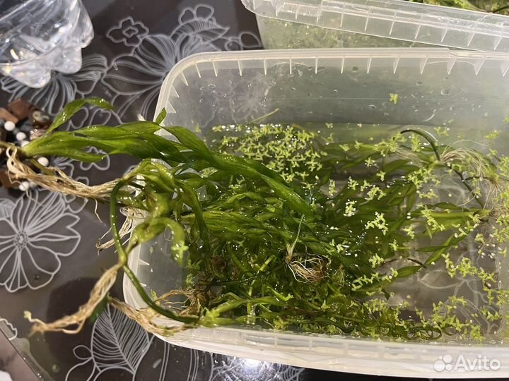 Валлиснерия спиральная и элодея