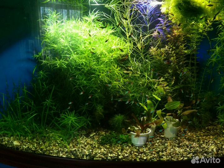 Растения аквариумные